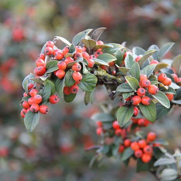 Cotoneaster franchetii – vaskoslevelű madárbirs K4 30/40