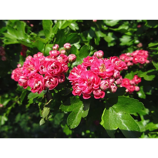 Crataegus laevigata Paul's Scarlet - Díszgalagonya 200-250 K15-25