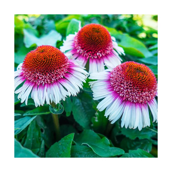 Echinacea Strawberry and Cream - Kasvirág Cs14