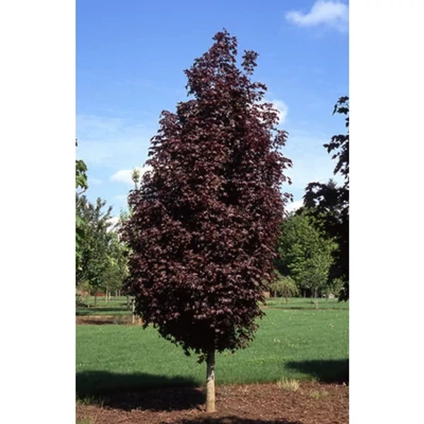 Acer platanoides Crimson Sentry - Bordó levelű korai juhar K35L 200/250