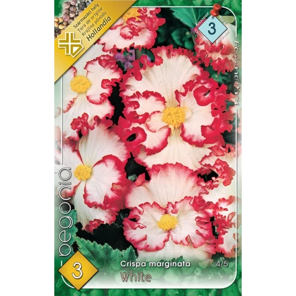 Begónia Crispa Marginata white 3db/cs