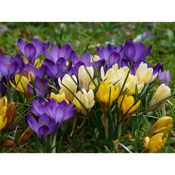 Crocus virághagyma  10-db Botanical Mixed