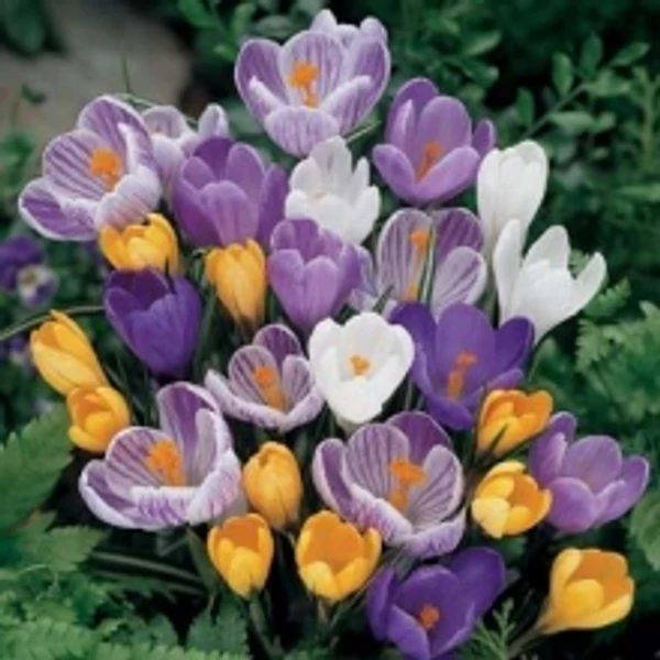 crocus virághagya Crysanthus botanica színkeverék 10db