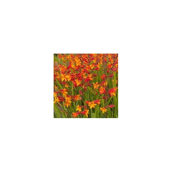 Crocosmia sáfrányfű Emberglow Cs9