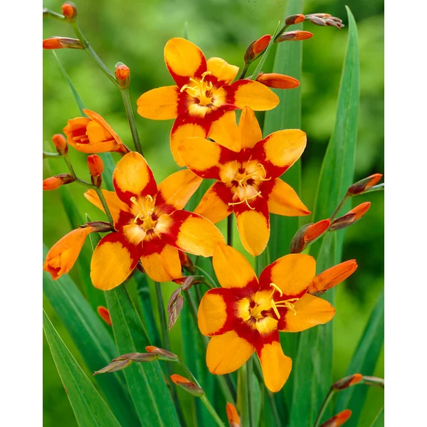 Jub Crocosmia Emily Mckenzie - Sáfrányfű 10 db