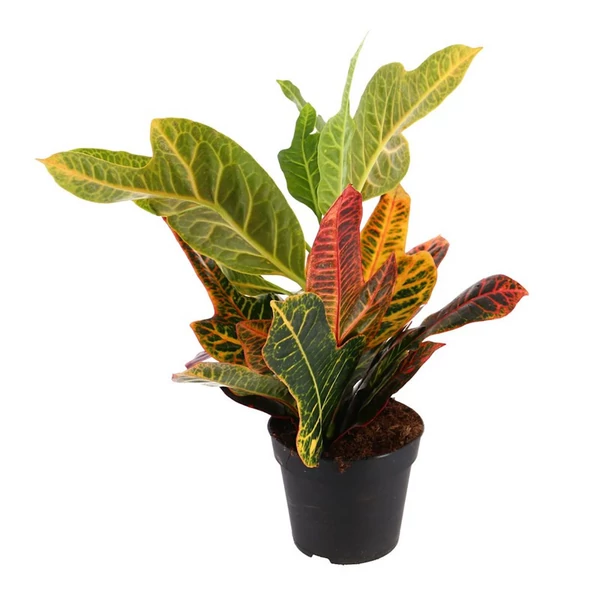Croton Gr Excellent - Kroton csodacserje CS13
