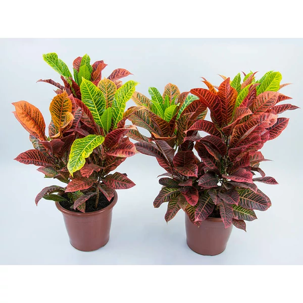 Croton petrae - Kroton csodacserje EXTRA P27 60/80