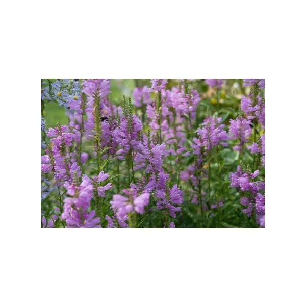 Physostegia Virginiana Chrystal Peak Rose - Füzérajak  Cs9