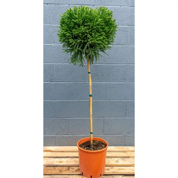 Cryptomeria japonica Little Champion - Szugifenyő, japánciprus 1/4 törzses 