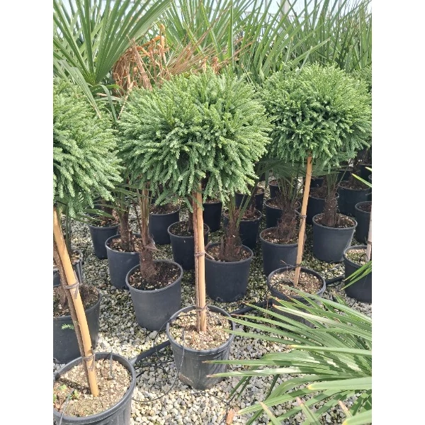 Cryptomeria japonica Globosa Nana - Szugifenyő, japánciprus 1/2 törzses K15