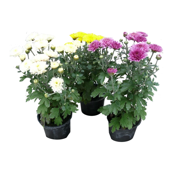 Krizantém kicsi színes CS9