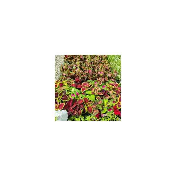 Coleus díszcsalán CS7