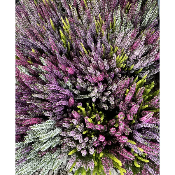 Calluna- 4 színű csarab 