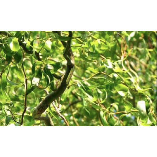 Salix matsudana 'Tortuosa  Spirálfűz K7,5 200/250