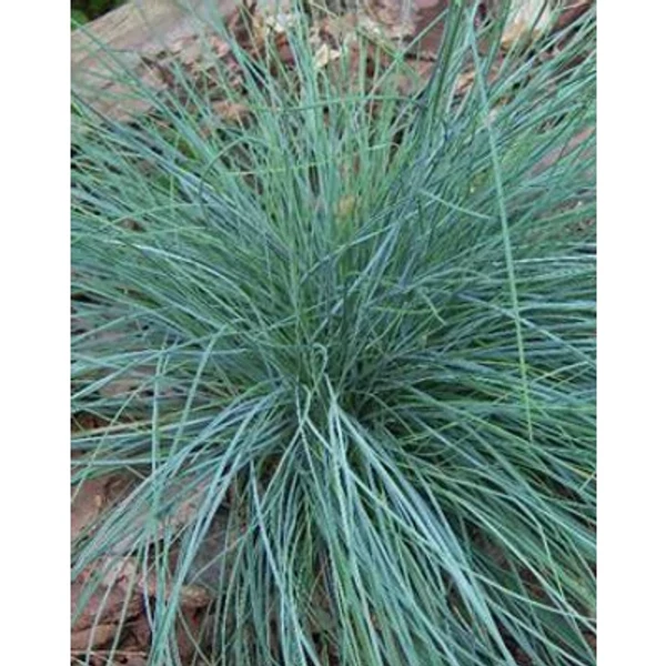 Festuca glauca Uchte - Kék deres csenkesz Cs14