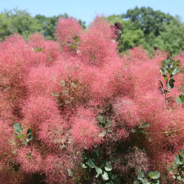 Cotinus coggygria Cserszömörce 
