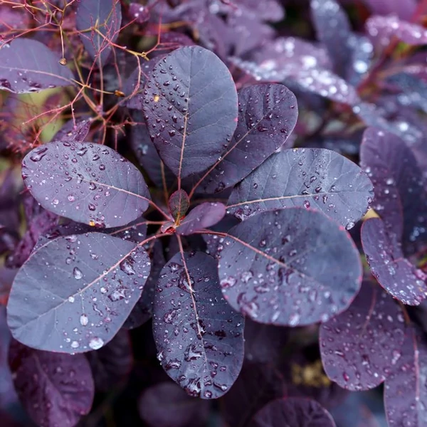 Cotinus Cog. 'Royal Purple' - Vörös cserszömörce K2L 20/40