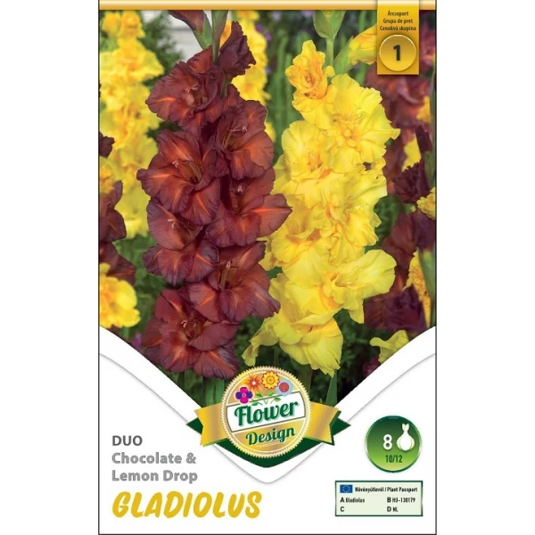Kardvirág Gladiolus Duo Chocolate lemon 8db/cs