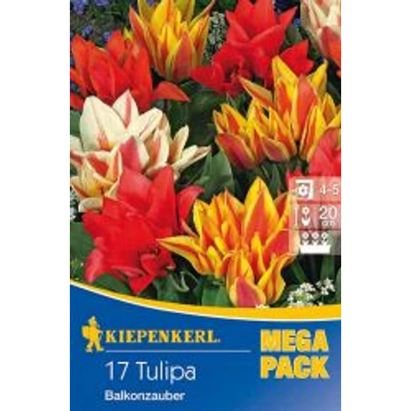 Kiepenkerl Tulipa Balkonzauber Mix csokros tulipán virághagymák 10db