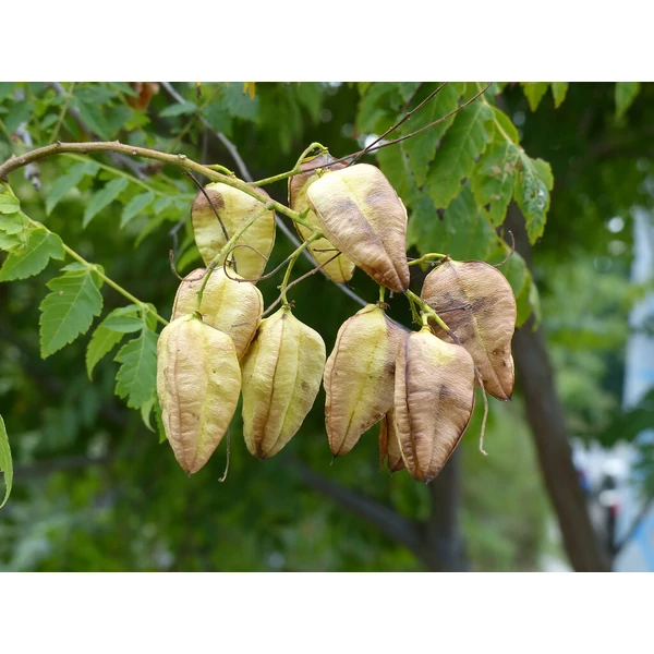 Koelreuteria paniculata standard - Bugás csörgőfa C40 8/10