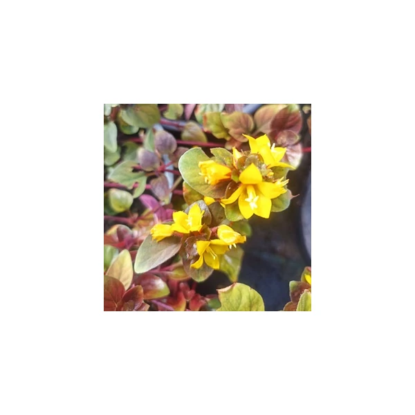 Lysimachia Congestiflora ‘Persian Chocolate– lizinka CS14