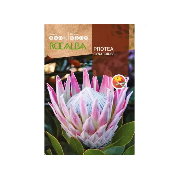 Rocalba Cukorcserje Protea Cynaroides 6 db
