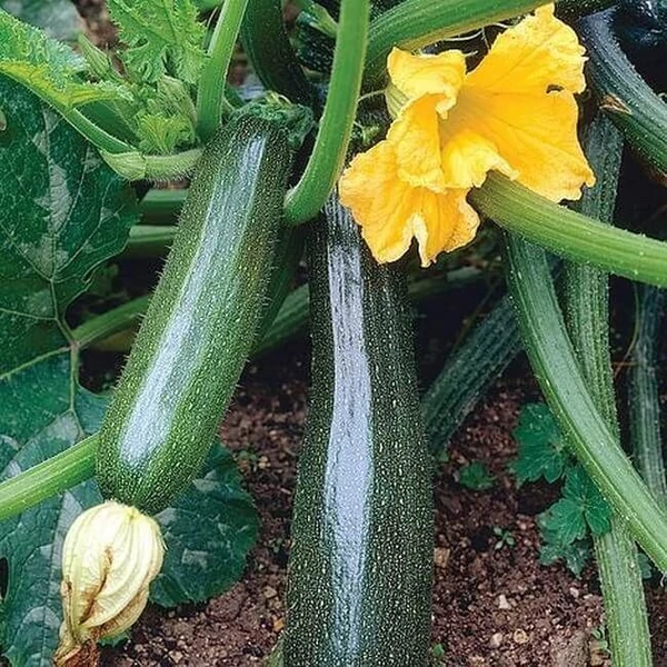 Cukkini Palánta Iván Cs12,5