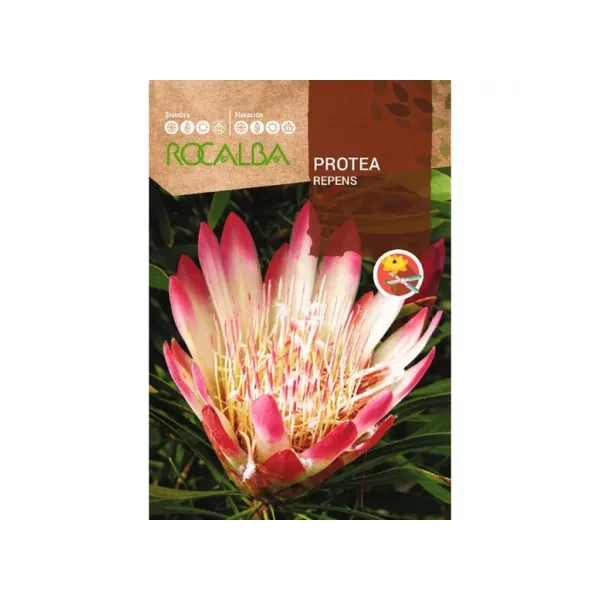 Rocalba Cukorcserje Protea Repens 6 db
