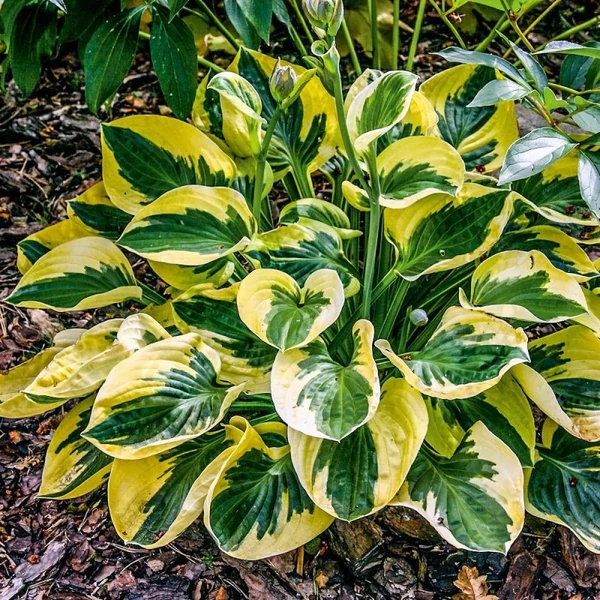 Hosta Brim Cup- Árnyékliliom CS14