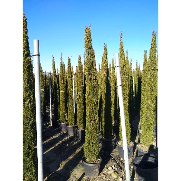 x Cupressocyparis leylandii 'Pyramidalis' - Oszlopos leylandi ciprus CLT 25-30 H 200+