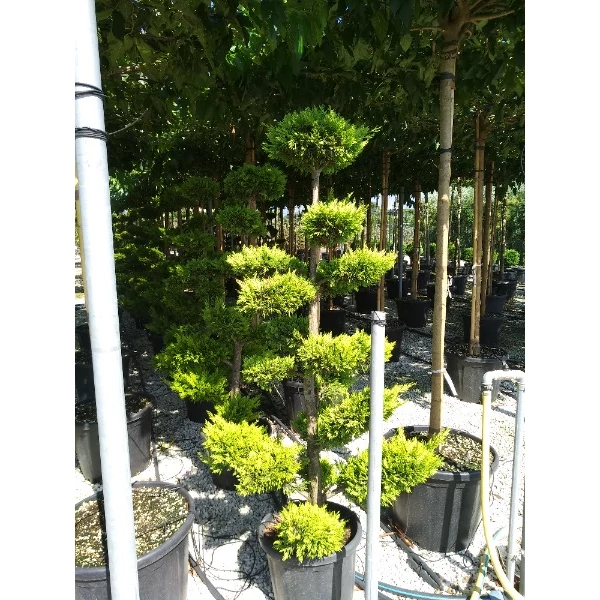 x Cupressocyparis leylandii 'Gold Rider' - Arany leylandi ciprus Bonsai C65 170/180 EXTRA