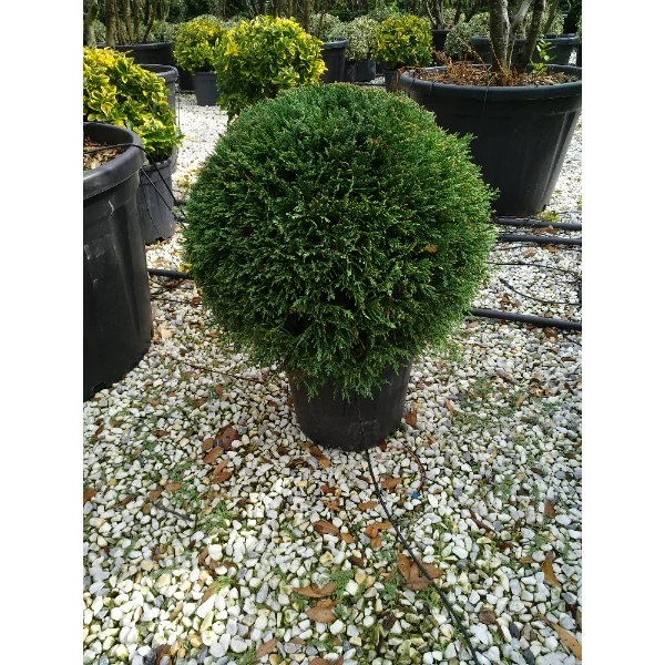 x Cupressocyparis leylandii  - Leylandi ciprus Gömb EXTRA C18 50/60