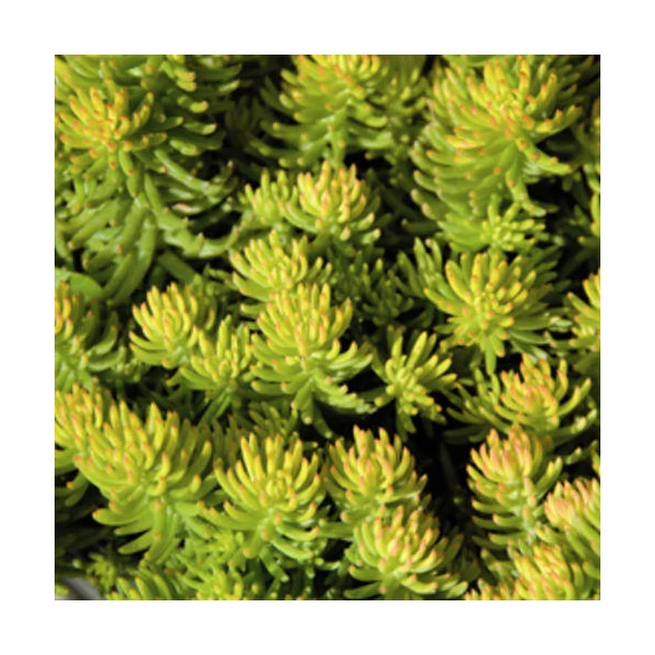 Sedum reflexum Yellow Cushion Compact– Varjúháj CS9