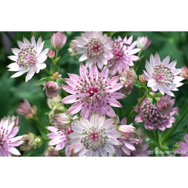 Astrantia Lola-  Völgycsillag