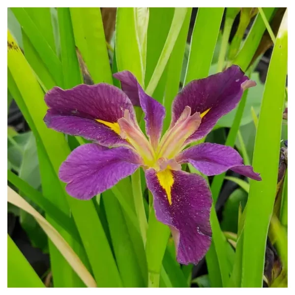 Iris Louisiana Spicy Cayun - Louisianai nőszirom Cs19