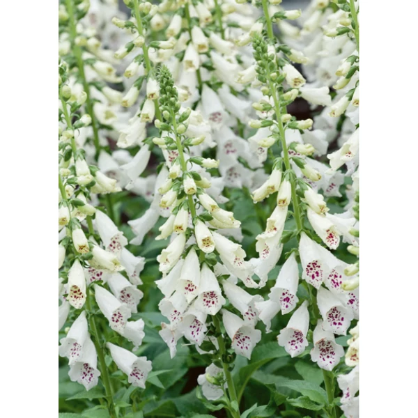 Digitalis purpurea 'Dalmatian White - Gyűszűvirág Cs14