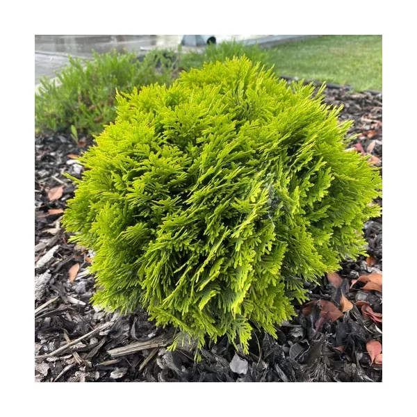 Thuja occidentalis Danica Törpe gömb tuja 20/30