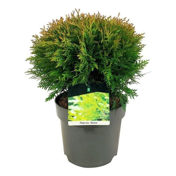 Thuja occidentalis 'Danica' - Törpe gömb tuja EXTRA P24 50cm