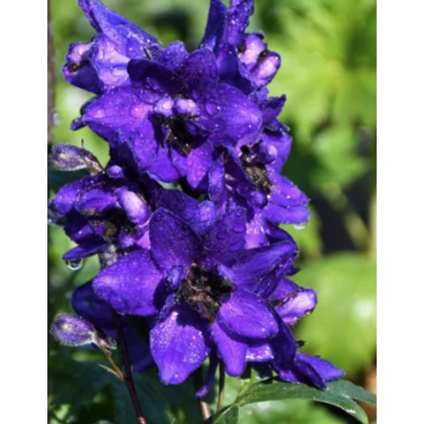 Delphinium Dark Blue Black Bee - Szarkaláb Cs14