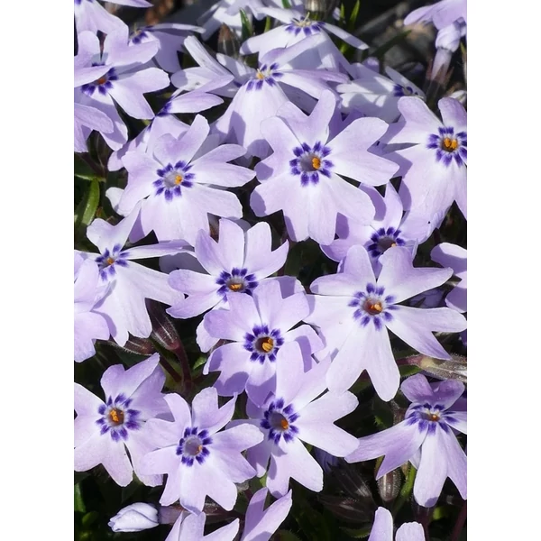 Phlox subulata Fabulous Blue Dark Center Árlevelű lángvirág D14