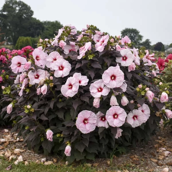 Hibiscus Mocsári Dark Mystery K3l