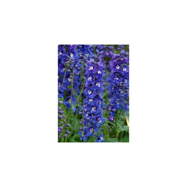 Delphinium x cultorum F1 Delphinity/ Dasante Blue - Kerti szarkaláb Cs14