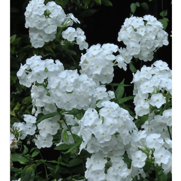 Phlox paniculata David - Bugás lángvirág D14