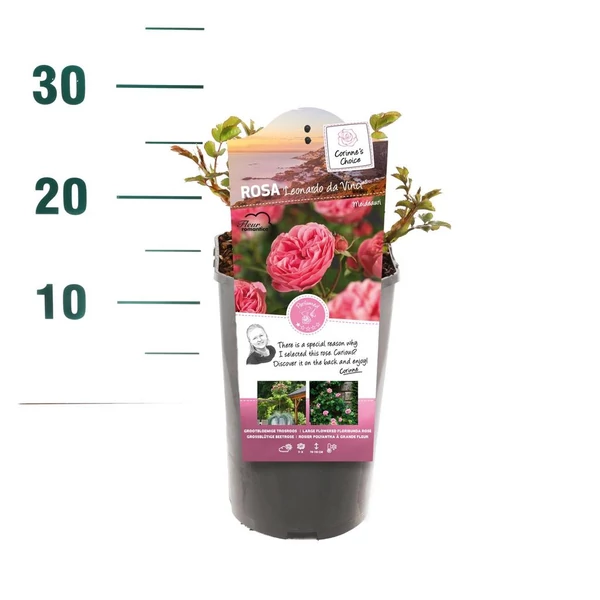 Rosa Leonardo da Vinci  - Ciklámen bokorrózsa P19