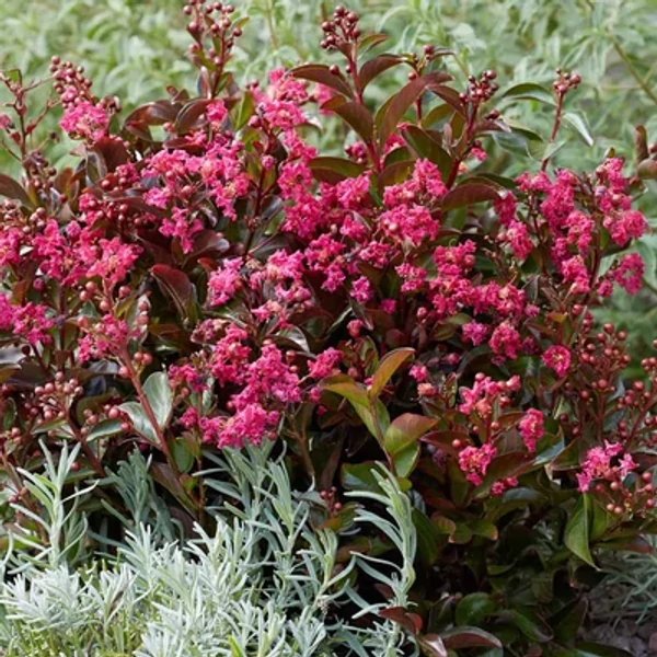 Lagerstroemia indica Berry Dazzle – Kínai selyemmirtusz 1/2 törzses CQ14L