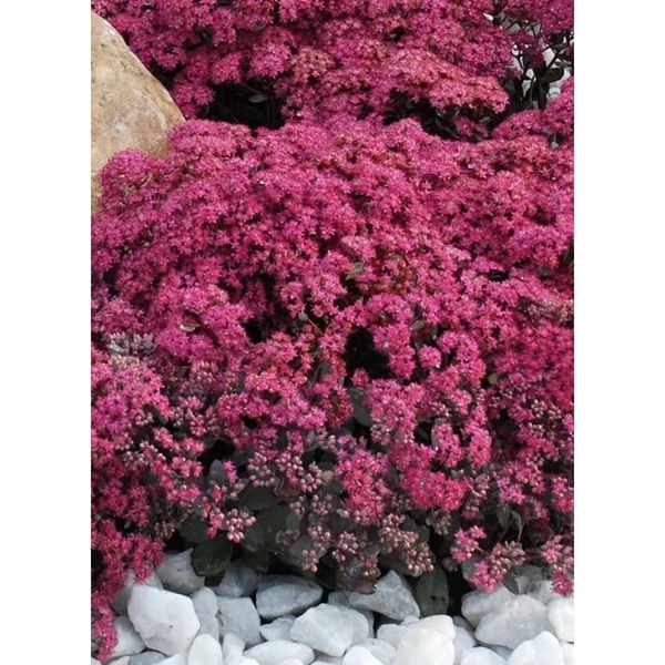 Sedum SunSparkler Dazzleberry Varjúháj D14