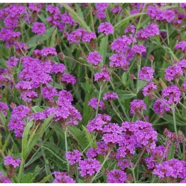 Verbena rigida Dazzling Night -  Verbéna CS14