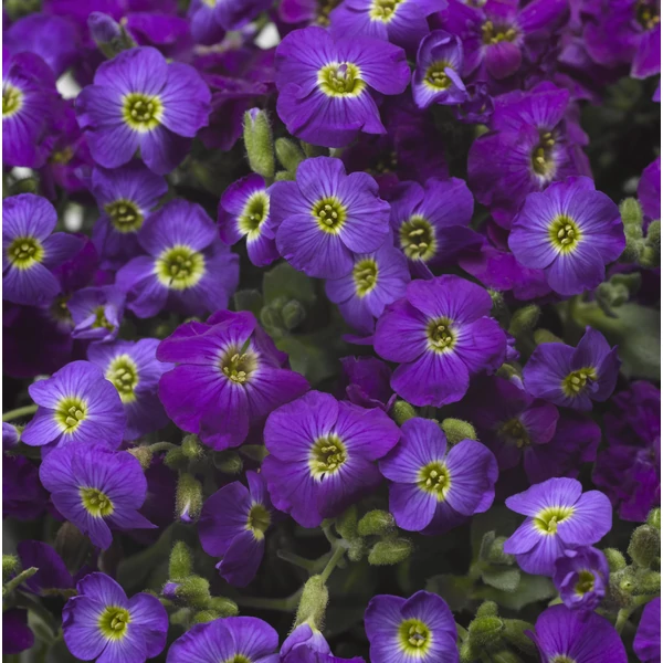 Aubrieta hybrida 'Axcent Violet with Eye' - Ibolya színű kerti pázsitviola