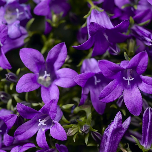 Campanula -  Harangvirág Clockwise Deep Blue