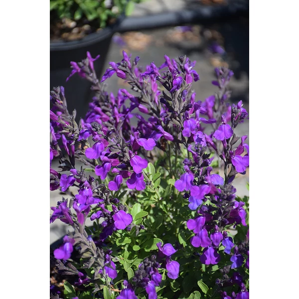 Salvia greggii ‘Mirage Deep Purple - Őszi zsálya CS14